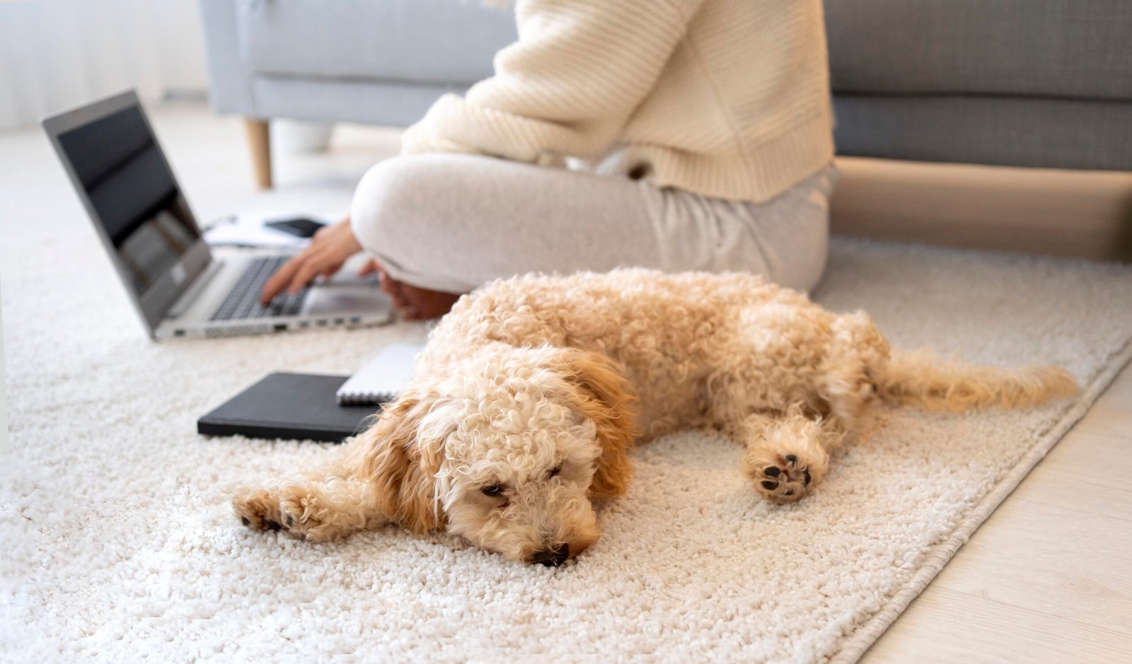 rugs for pet owners